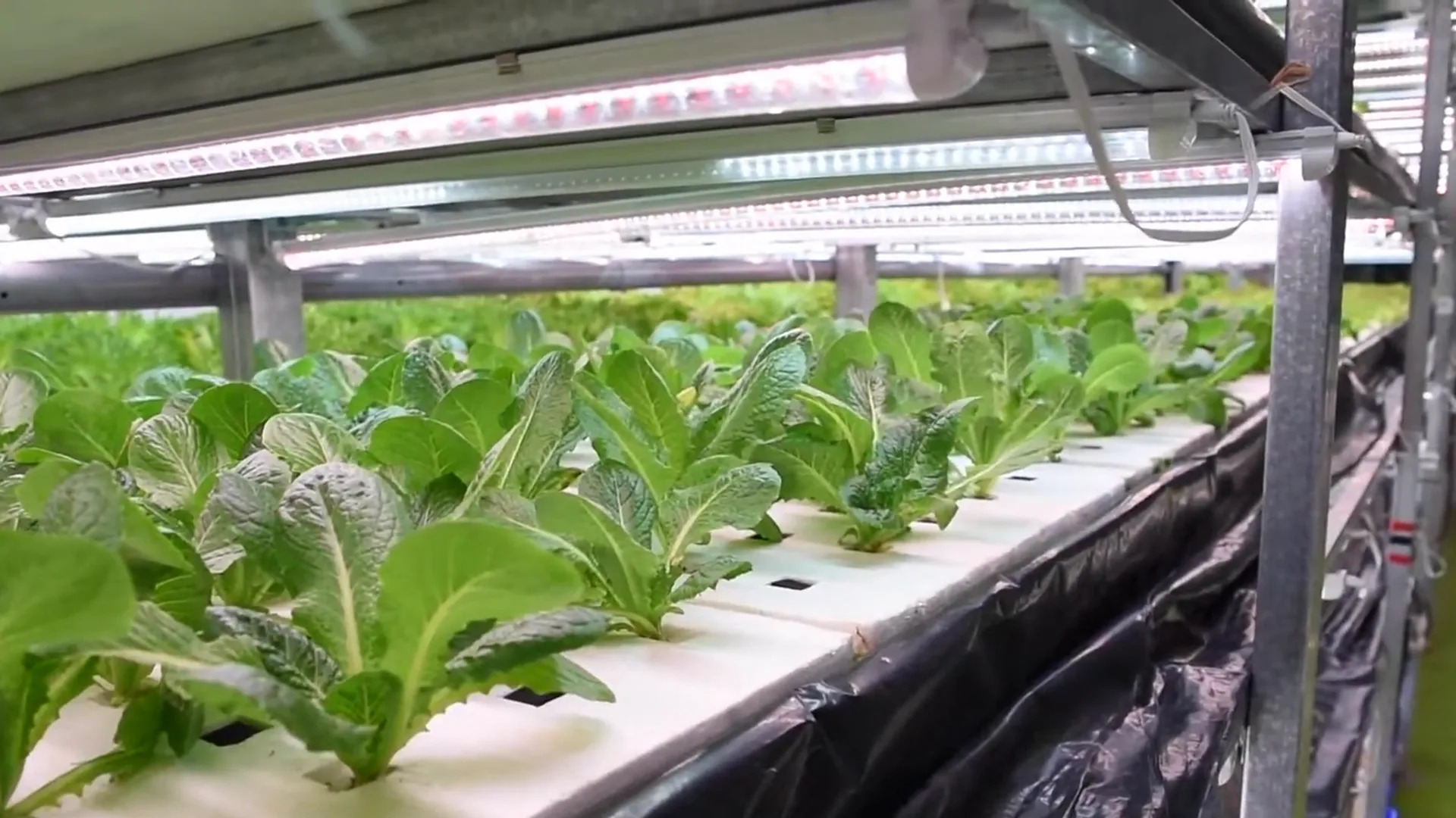 窩心菜舖植物工廠的水耕萵苣層架